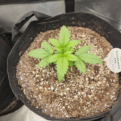 Seedsman Seeds Tangerine Snow F1 Fast growlog timeline photo