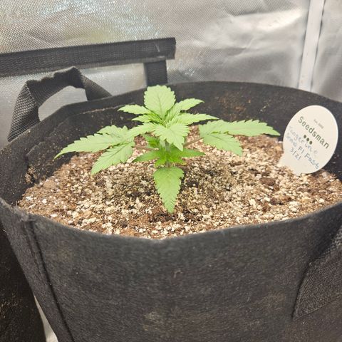 Seedsman Seeds Tangerine Snow F1 Fast growlog timeline photo