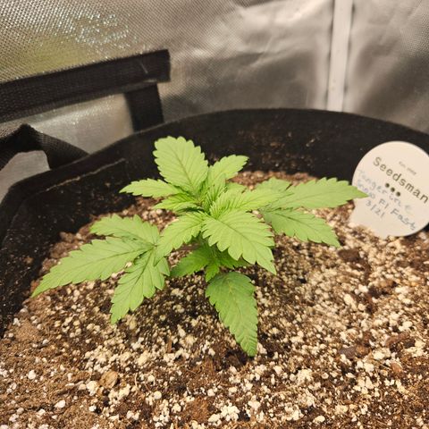 Seedsman Seeds Tangerine Snow F1 Fast growlog timeline photo