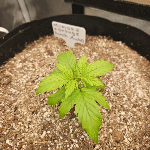 Mimosa x Orange Punch Auto growlog timeline photo