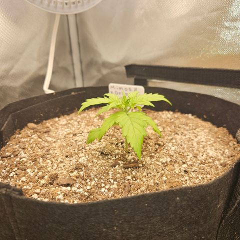 Mimosa x Orange Punch Auto growlog timeline photo