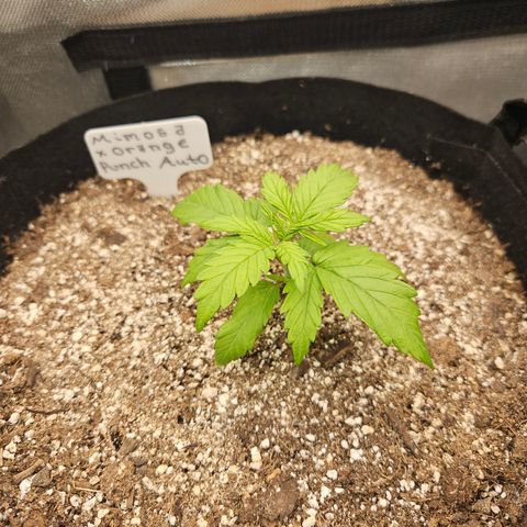 Mimosa x Orange Punch Auto growlog timeline photo