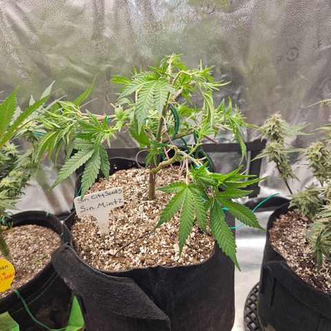 Sin City Seeds SinMintz ( Clone from Lindstrom Hydro Seed and Supply) growlog photo: Tied back down so I could lower the light