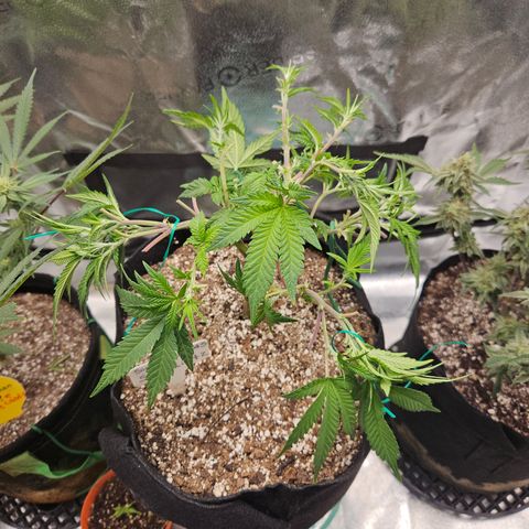 Sin City Seeds SinMintz ( Clone from Lindstrom Hydro Seed and Supply) growlog photo: Tied back down so I could lower the light