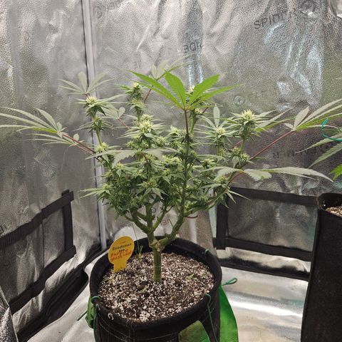 Purple Ghost Candy growlog timeline photo