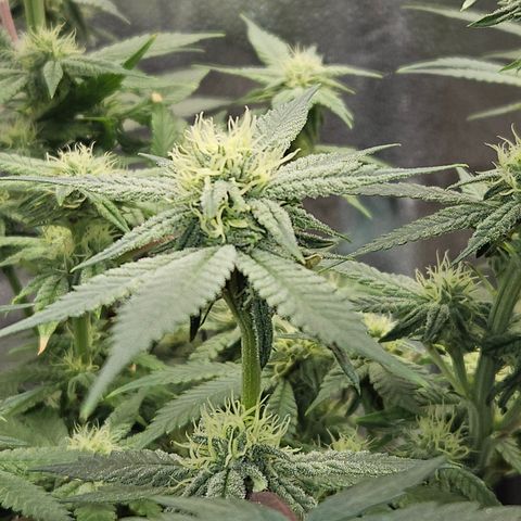 Purple Ghost Candy growlog timeline photo