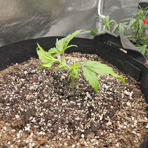 Mimosa x Orange Punch Auto growlog timeline photo
