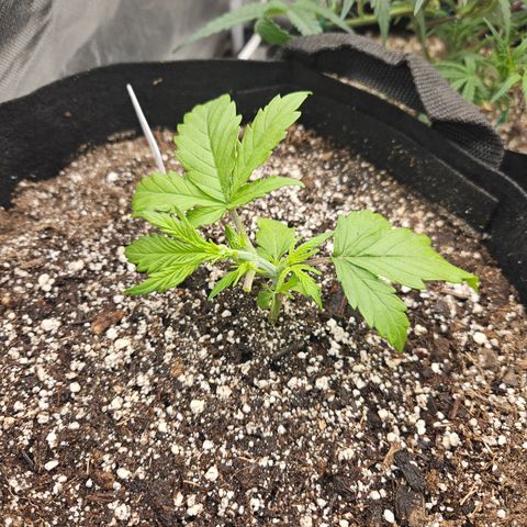 Mimosa x Orange Punch Auto growlog timeline photo