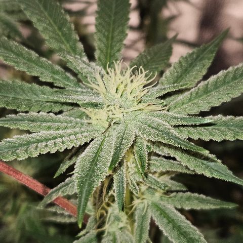 Purple Ghost Candy growlog timeline photo