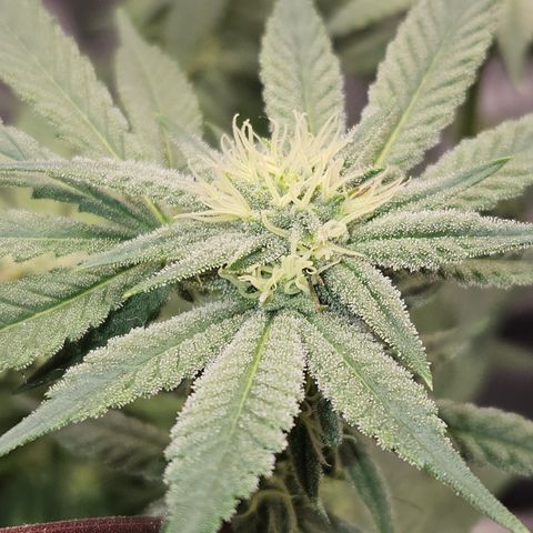 Purple Ghost Candy growlog timeline photo
