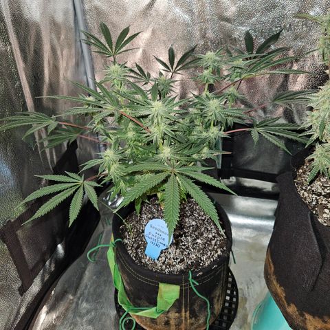 Purple Ghost Candy growlog timeline photo