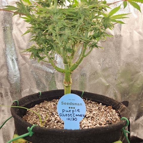 Purple Ghost Candy growlog timeline photo