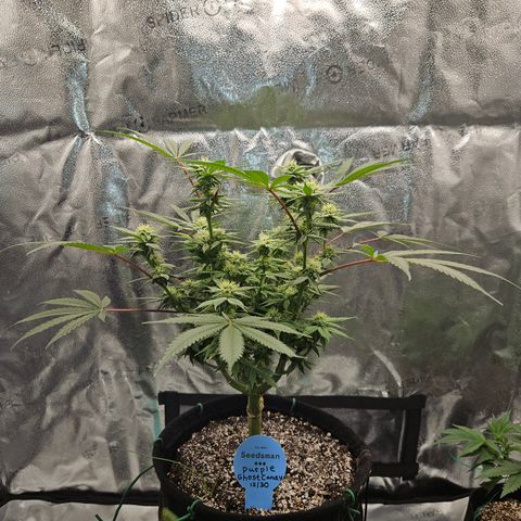 Purple Ghost Candy growlog timeline photo