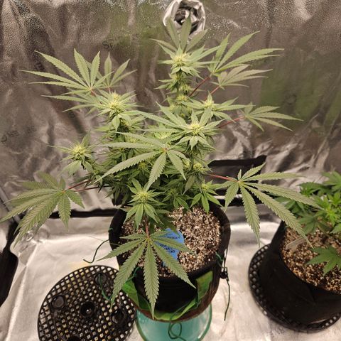 Purple Ghost Candy growlog timeline photo