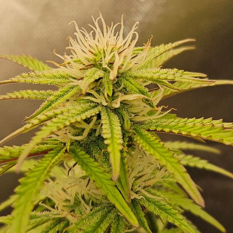 Nancys Own Grimey Bubblegum Auto growlog timeline photo