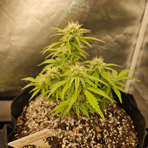 Nancys Own Grimey Bubblegum Auto growlog timeline photo