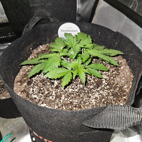Seedsman Seeds Tangerine Snow F1 Fast growlog timeline photo
