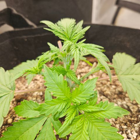 Seedsman Seeds Tangerine Snow F1 Fast growlog timeline photo