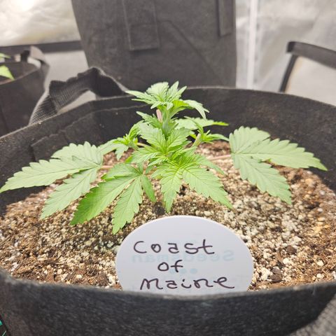 Seedsman Seeds Tangerine Snow F1 Fast growlog timeline photo