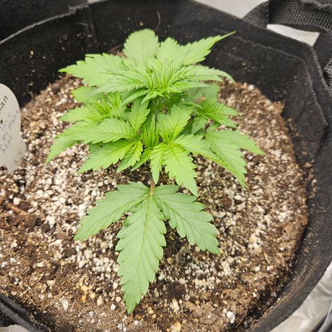 Seedsman Seeds Tangerine Snow F1 Fast growlog timeline photo