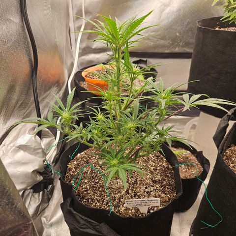 Humboldt Seeds Emerald Fire OG Auto growlog timeline photo