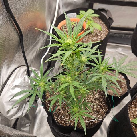 Humboldt Seeds Emerald Fire OG Auto growlog timeline photo