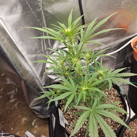 Humboldt Seeds Emerald Fire OG Auto growlog timeline photo