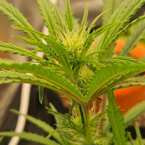 Humboldt Seeds Emerald Fire OG Auto growlog timeline photo