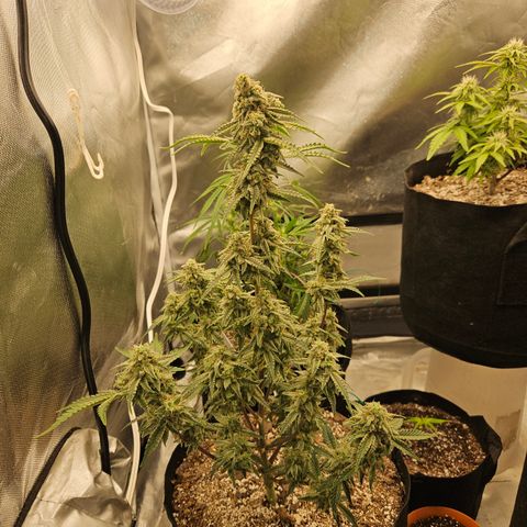 Mephisto Alien vs Triangle X 3 Bears OG Auto growlog photo: Mov3d to 3x3 with SE3000