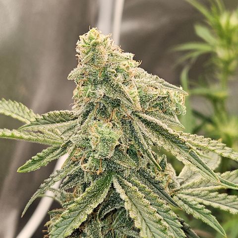 Mephisto Alien vs Triangle X 3 Bears OG Auto growlog photo: Mov3d to 3x3 with SE3000