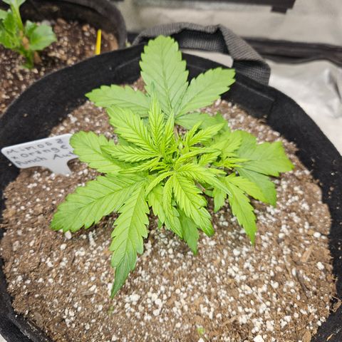 Mimosa x Orange Punch Auto growlog photo: Moved to 2x2 with Sf1000
