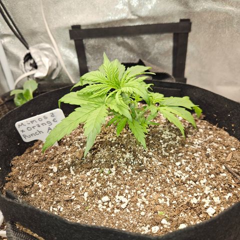 Mimosa x Orange Punch Auto growlog photo: Moved to 2x2 with Sf1000