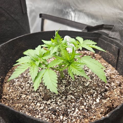 Seedsman Seeds Tangerine Snow F1 Fast growlog timeline photo