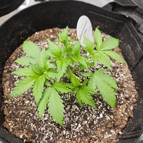 Seedsman Seeds Tangerine Snow F1 Fast growlog timeline photo