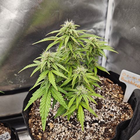 Nancys Own Grimey Bubblegum Auto growlog timeline photo