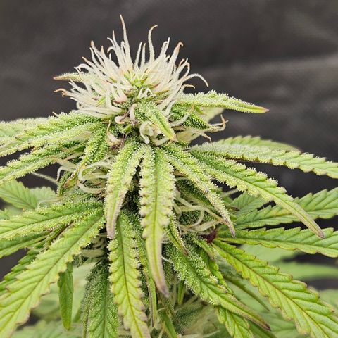 Nancys Own Grimey Bubblegum Auto growlog timeline photo