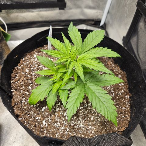 Mimosa x Orange Punch Auto growlog timeline photo