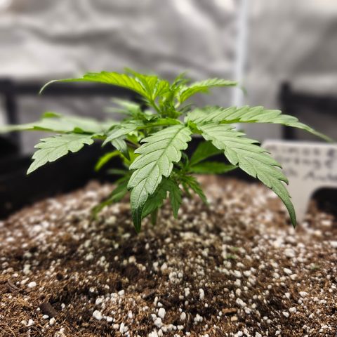 Mimosa x Orange Punch Auto growlog timeline photo