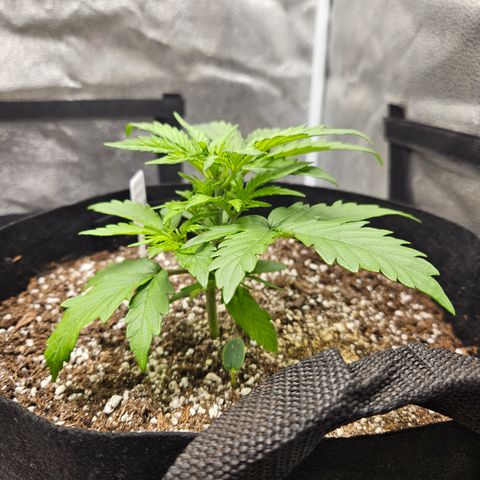 Mimosa x Orange Punch Auto growlog timeline photo
