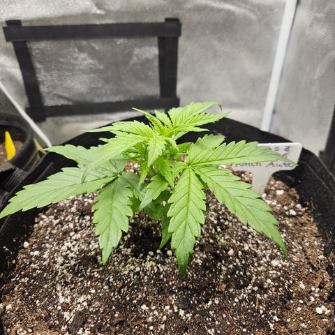 Mimosa x Orange Punch Auto growlog timeline photo