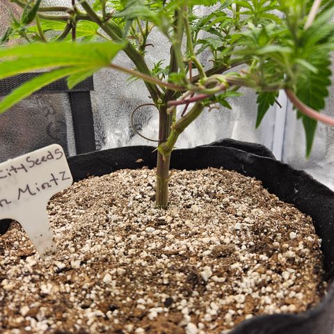 Sin City Seeds SinMintz ( Clone from Lindstrom Hydro Seed and Supply) growlog timeline photo