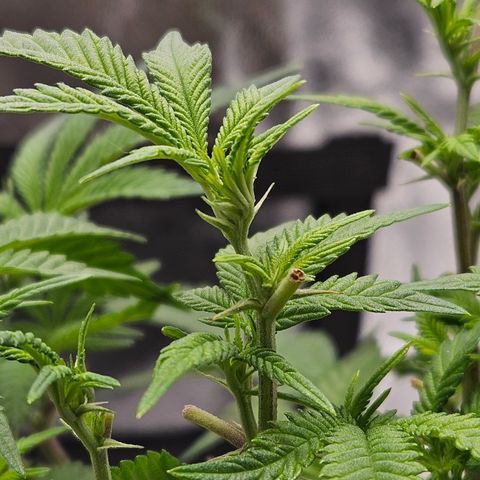 Sin City Seeds SinMintz ( Clone from Lindstrom Hydro Seed and Supply) growlog timeline photo
