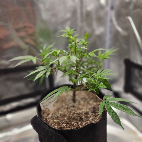 Sin City Seeds SinMintz ( Clone from Lindstrom Hydro Seed and Supply) growlog timeline photo