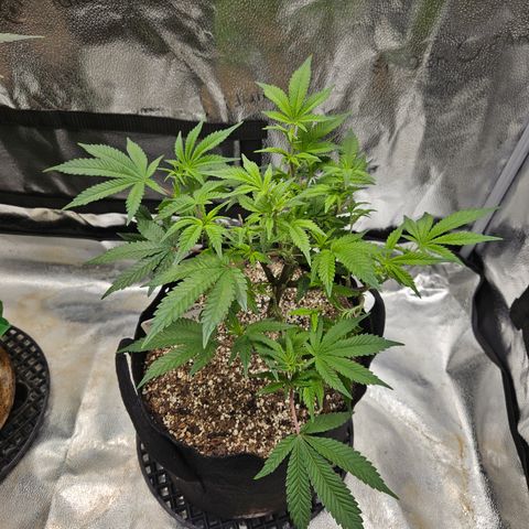 Sin City Seeds SinMintz ( Clone from Lindstrom Hydro Seed and Supply) growlog timeline photo