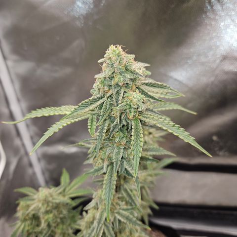 Mephisto Alien vs Triangle X 3 Bears OG Auto growlog timeline photo