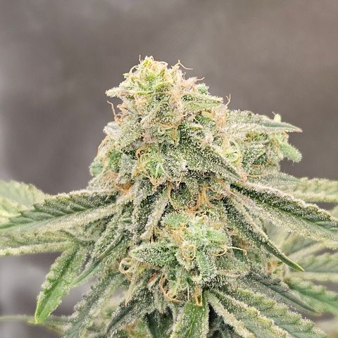 Mephisto Alien vs Triangle X 3 Bears OG Auto growlog timeline photo