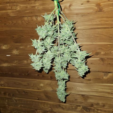 Mephisto Alien vs Triangle X 3 Bears OG Auto growlog timeline photo
