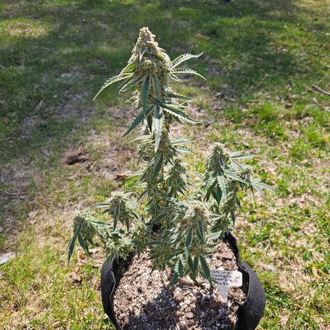 Mephisto Alien vs Triangle X 3 Bears OG Auto growlog timeline photo