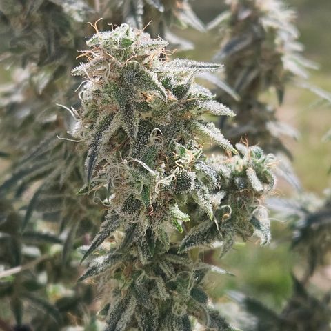Mephisto Alien vs Triangle X 3 Bears OG Auto growlog timeline photo