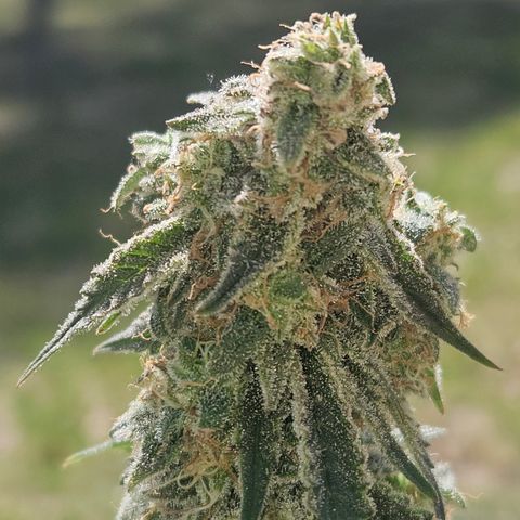 Mephisto Alien vs Triangle X 3 Bears OG Auto growlog timeline photo